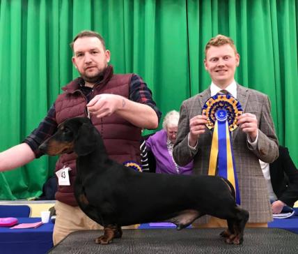 Dachshund 2024 shows 2019